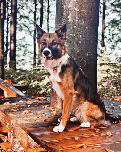 Gibt's hier noch mehr Border Collies???-Beitrag-Bild