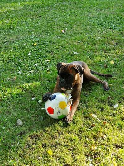 Rassen und ihre Eigenschaften-Beitrag-Bild