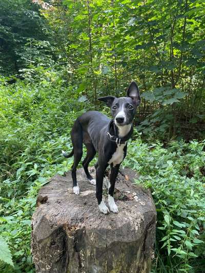 Hundetreffen-Welpentreffen am Wilhelminenberg-Bild