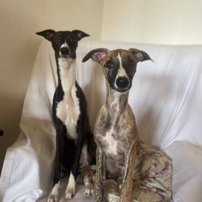 Hundetreffen-Welpentreffen Linz-Land