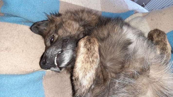 Dogorama Photo Challenge - Einmal lächeln bitte-Beitrag-Bild