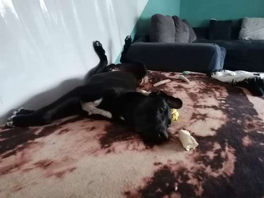 Hundebilder-Beitrag-Bild