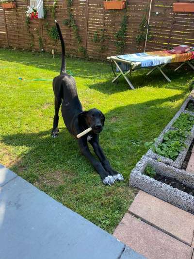 Hundebilder-Beitrag-Bild