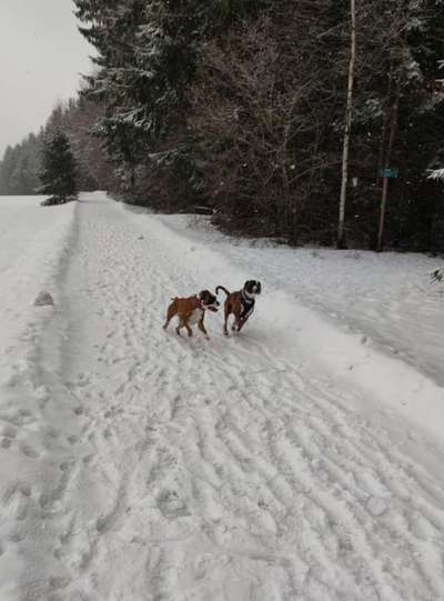 Deutsche Boxer-Beitrag-Bild