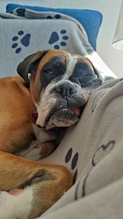 Deutsche Boxer-Beitrag-Bild