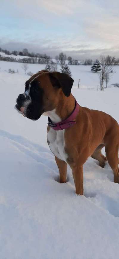 Deutsche Boxer-Beitrag-Bild