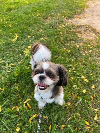 Hundetreffen-Kleine Hunde Treff-Bild