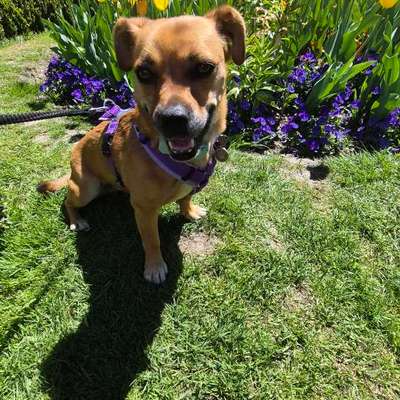 Hundetreffen-Suchen Gassi Partner-Bild