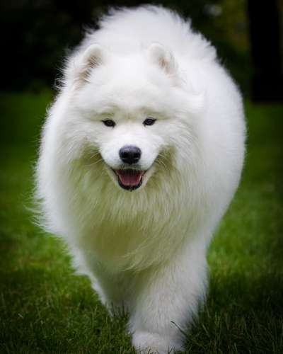 Samojede-Beitrag-Bild