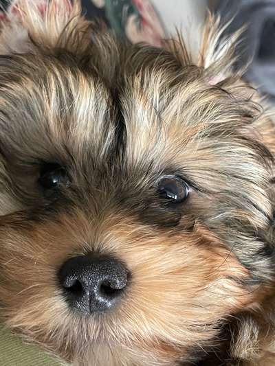 Fotochallange Nr. 57     PORTRÄT.   Beendet!!!!!!!!-Beitrag-Bild