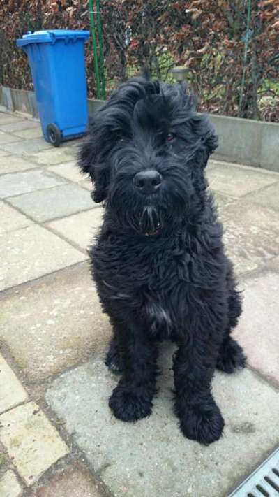 Als Welpen sind sie alle noch süßer-Beitrag-Bild