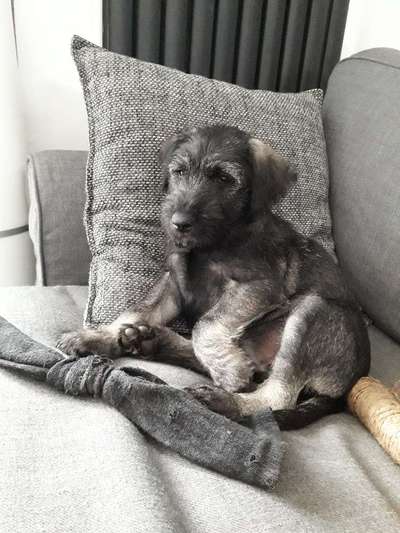 Als Welpen sind sie alle noch süßer-Beitrag-Bild