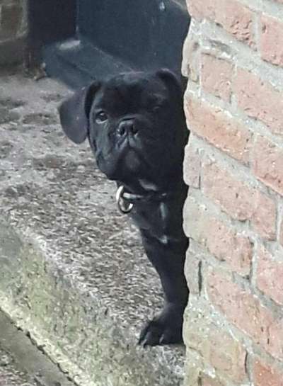 Als Welpen sind sie alle noch süßer-Beitrag-Bild