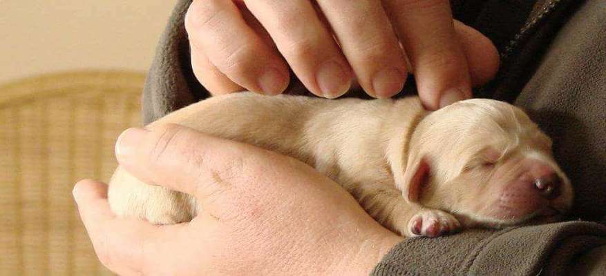 Als Welpen sind sie alle noch süßer-Beitrag-Bild