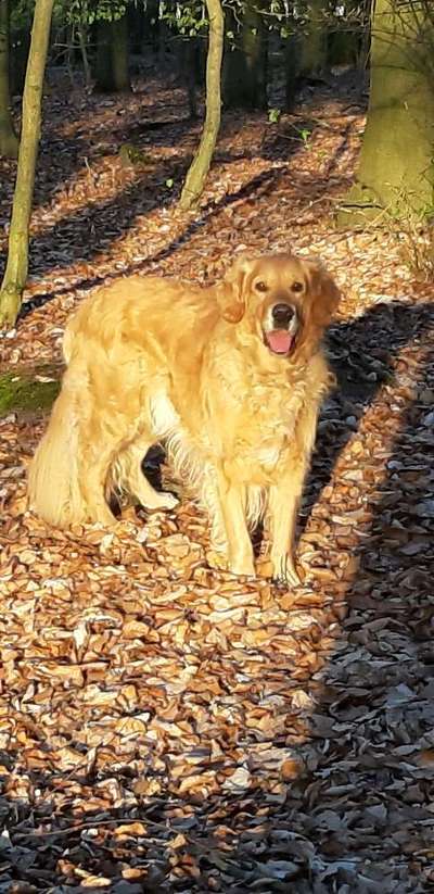 Golden Retriever-Beitrag-Bild