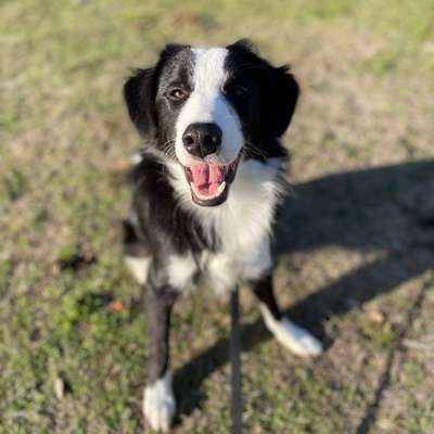 Hundetreffen-Gemeinsame Gassirunde-Profilbild