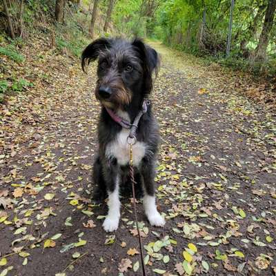 Mischlingshunde Foto Aufruf-Beitrag-Bild