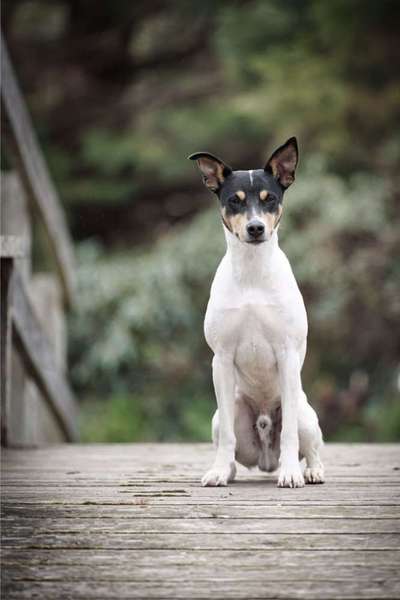 Wie kamst du zu deinem Hund?-Beitrag-Bild