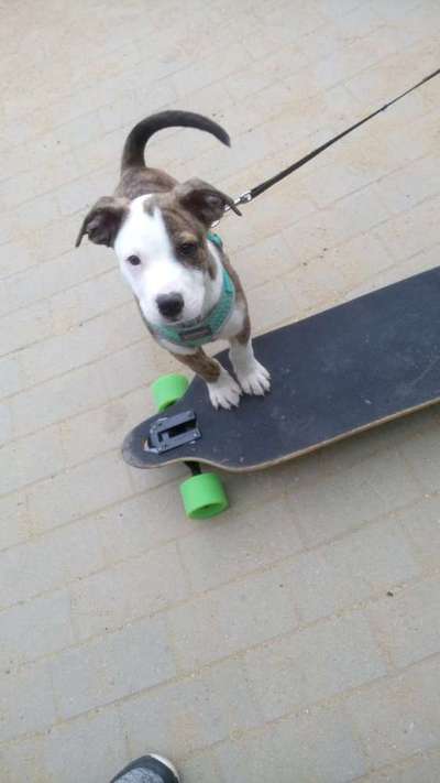 Welpen Bilder !-Beitrag-Bild