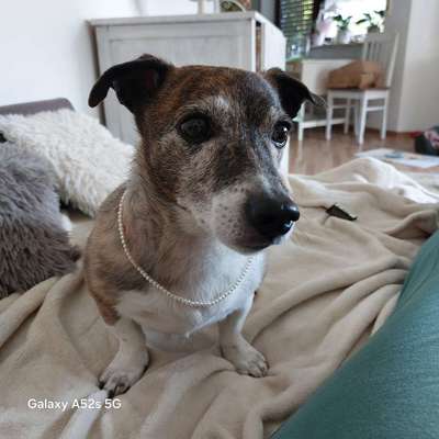 Hundetreffen-Gassitreff mit Senioren-Bild