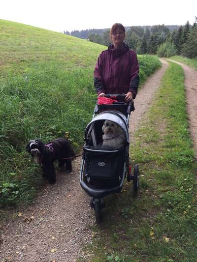 Challenge 33 - Du und dein Hund-Beitrag-Bild