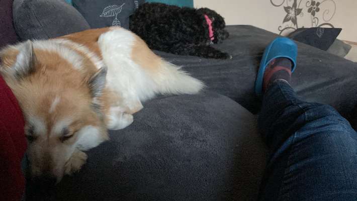 Darf der Hund bei Euch im Bett schlafen?-Beitrag-Bild