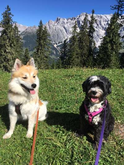 Die Dogorama Monats Challenge "Es grünt und blüht"-Beitrag-Bild