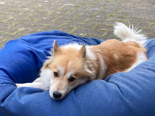 Lieblingsbild von euren Hunden?-Beitrag-Bild