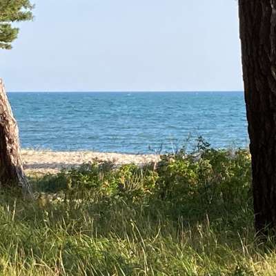 Die wunderschöne Welt mit Hund.-Beitrag-Bild