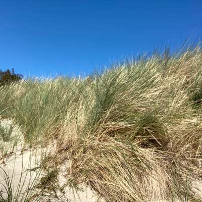 Die wunderschöne Welt mit Hund.-Beitrag-Bild