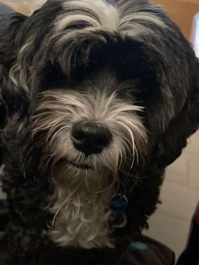 Tibet Terrier-Beitrag-Bild