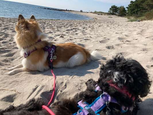 Die wunderschöne Welt mit Hund.-Beitrag-Bild