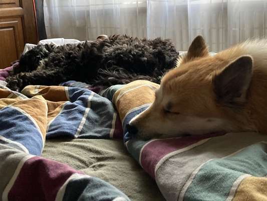 Darf der Hund bei Euch im Bett schlafen?-Beitrag-Bild