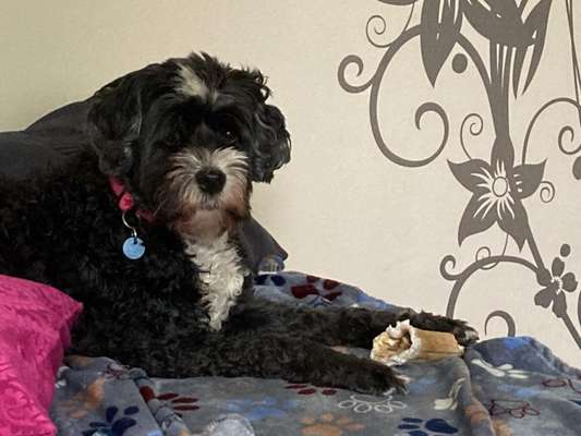 Lieblingsbild von euren Hunden?-Beitrag-Bild