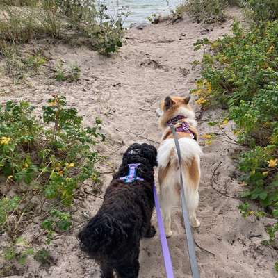 Die wunderschöne Welt mit Hund.-Beitrag-Bild