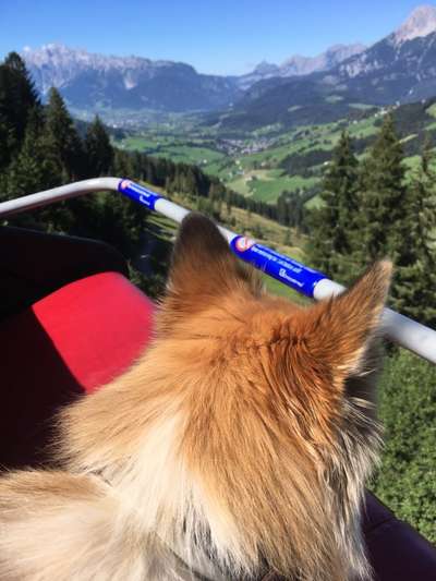 Die Dogorama Wochen Challenge: “Dein Hund im Urlaub”-Beitrag-Bild