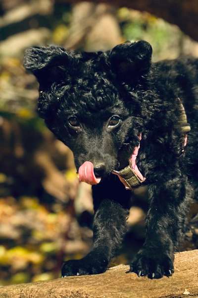 Fotochallenge Nr. 59 - Mein Hund zeigt die Zunge-Beitrag-Bild