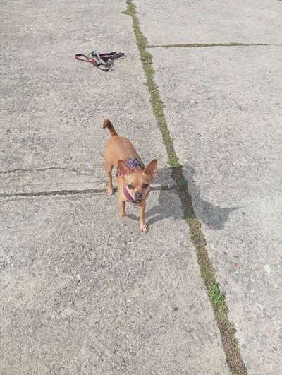 Mischlinge raten - Rätselspaß-Beitrag-Bild