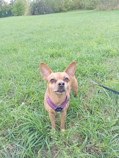 Mischlinge raten - Rätselspaß-Beitrag-Bild