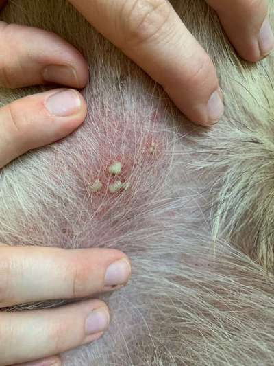 Ausschlag / eitrige Pusteln-Beitrag-Bild