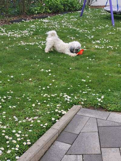 Hundetreffen-Jung hund  Gassi & Spiel treffen-Bild