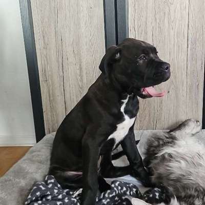 Hundetreffen-Huhu...ich bin "Onyx" und suche Spielkumpels-Bild