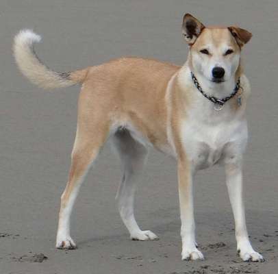 Mischlingshunde Foto Aufruf-Beitrag-Bild