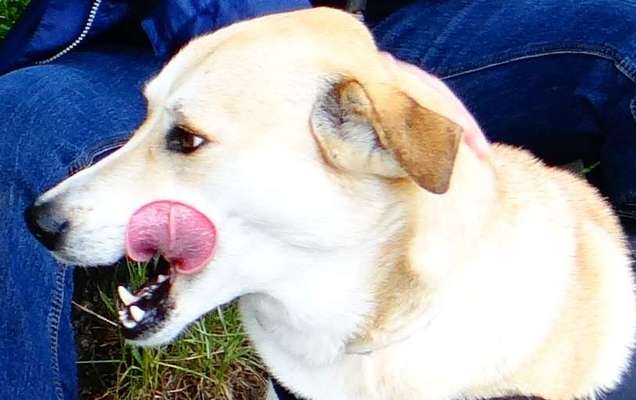 Fotochallenge Nr. 59 - Mein Hund zeigt die Zunge-Beitrag-Bild