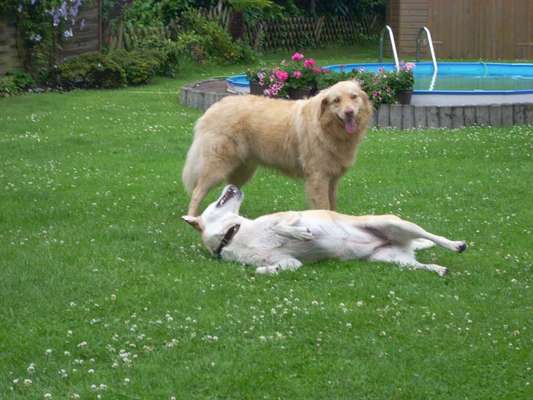 Dogorama Photo Challenge - Die besten Hundebuddys-Beitrag-Bild