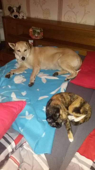 Bester Freund, Hundekumpel - zeigt her!-Beitrag-Bild