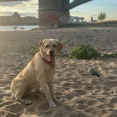 Hundetreffen-Spieltreffen, Gassi runden, Natur! 💘-Bild