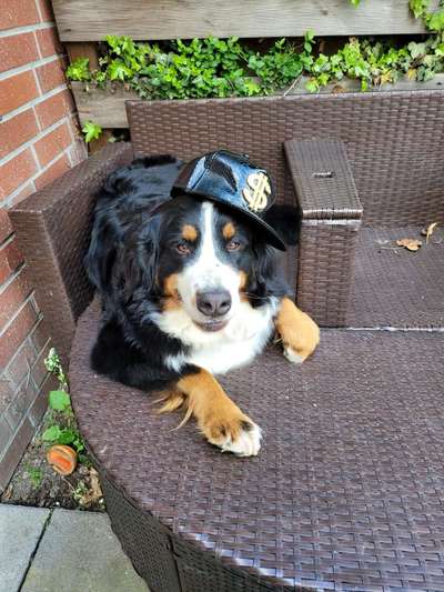 Foto's und Hundemodels-Beitrag-Bild