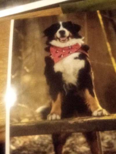 Foto's und Hundemodels-Beitrag-Bild