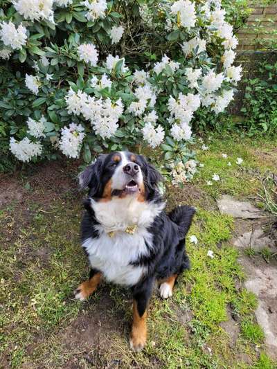 Foto's und Hundemodels-Beitrag-Bild